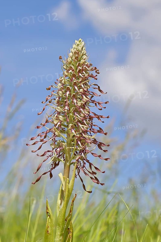 Goat's tongue (Himantoglossum hircinum), inflorescence with open white-purple flowers, in a meadow in front of a blue sky, orchids, orchid, orchid plant, nature photography, Lahnstein, Rhineland-Palatinate, Germany