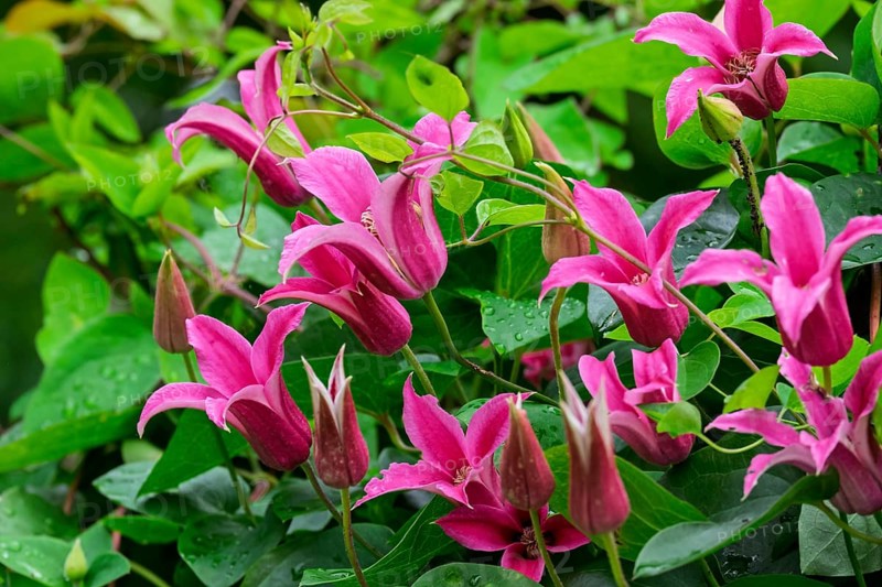 Clematis 'Princess of Wales' or 'Princess Diana', Texas clematis, North Rhine-Westphalia, Germany