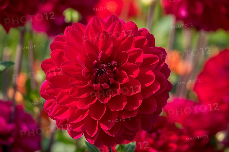 Dekorative Dahlie (Dahlia), variety 'David's Choice', Münsterland, North Rhine-Westphalia, Germany