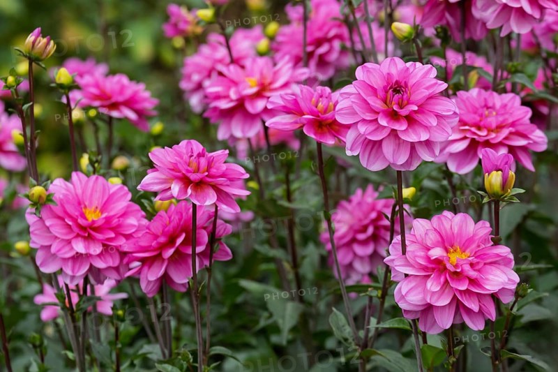 Dahlia bed, Münsterland, North Rhine-Westphalia, Germany