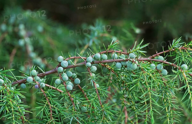 Common juniper (Juniperus communis), Buurserzand nature reserve, Netherlands