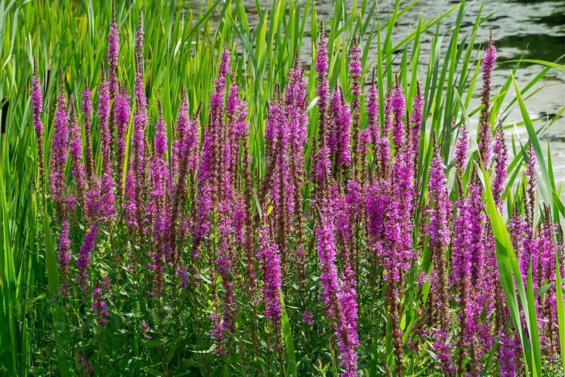 Purple loosestrife (Lythrum salicaria), spiky loosestrife, flowering purple lythrum, North Rhine-Westphalia, Germany