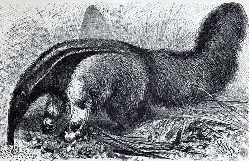 Giant anteater (Myrmecophaga jubata), historical book illustration, wood engraving Brockhaus Konversations-lexoikon from 1908