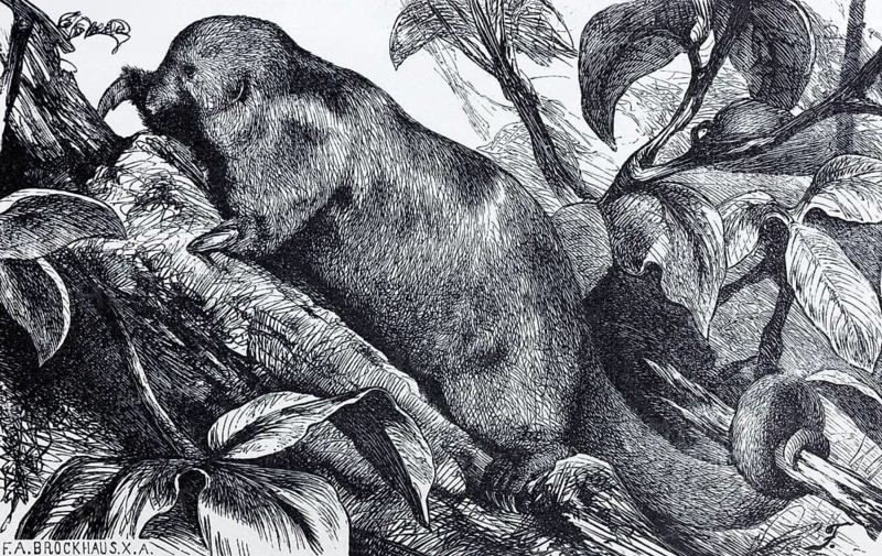 Silky anteater (Myrmecophaga didactyla), historical book illustration, wood engraving