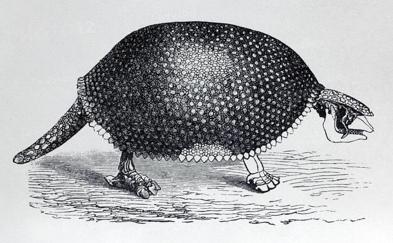 Glyptodon (Glyptodon clavipes), extinct giant armoured animal from the Pleistocene, historical book illustration, wood engraving