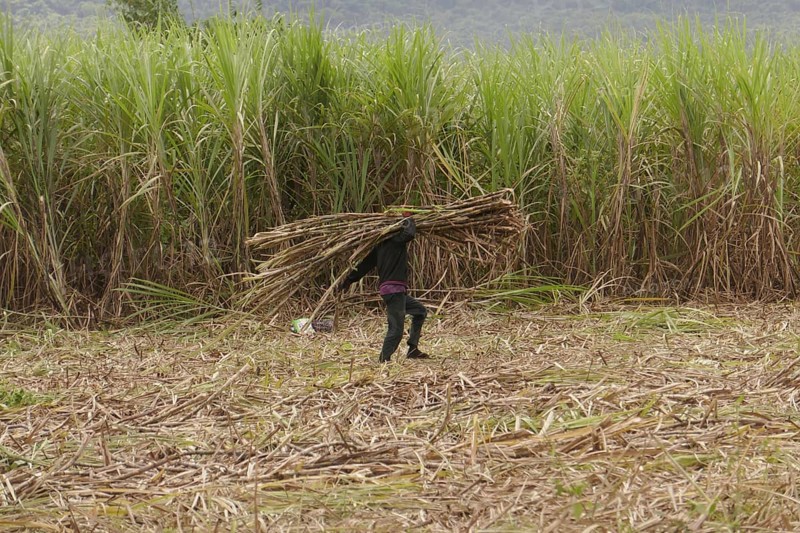 Labourer transporting sugar cane, farm worker, harvest, sugar, sugar cane cultivation, field, agriculture, food production, Negros Occidental, Philippines