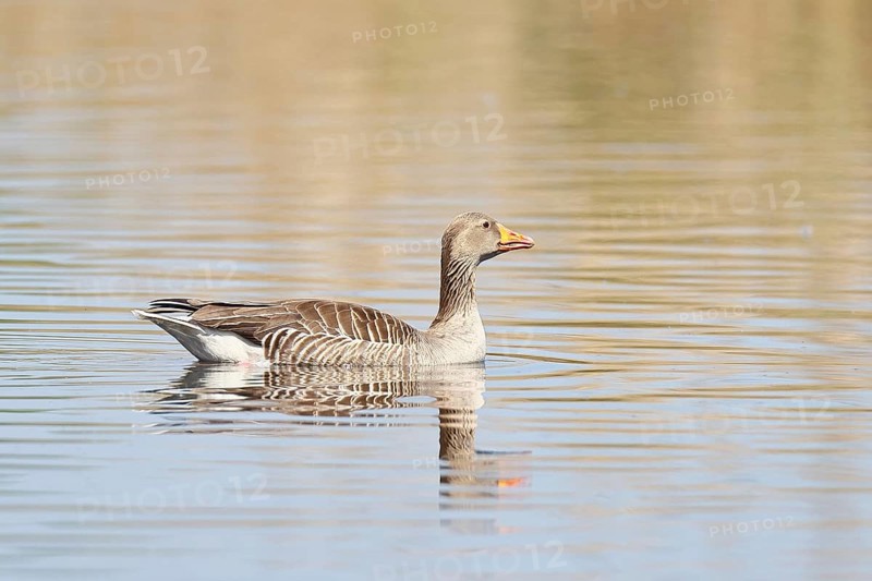 Greylag goose (Anser anser), swimming on a pond, Wagbachniederung nature reserve, Waghäusel, Baden-Württemberg, Germany