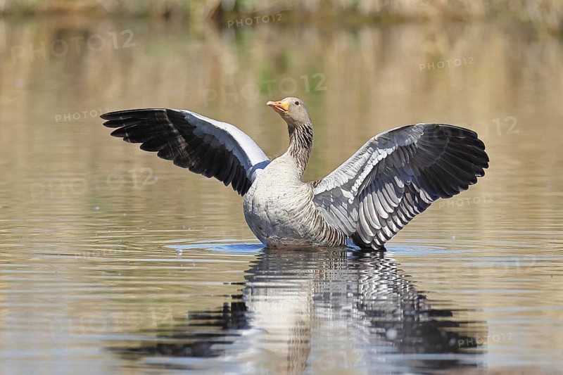 Greylag goose (Anser anser), flapping its wings on a pond, Wagbachniederung nature reserve, Waghäusel, Baden-Württemberg, Germany