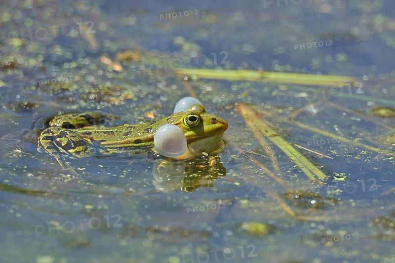 Edible Frog (Pelophylax esculentus) calling male in spawning water, Wagbachniederung nature reserve, Waghäusel, Baden-Württemberg, Germany