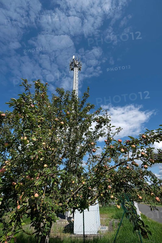 Apple tree with fruit behind a transmission mast, Eckental, Middle Franconia, Bavaria, Germany