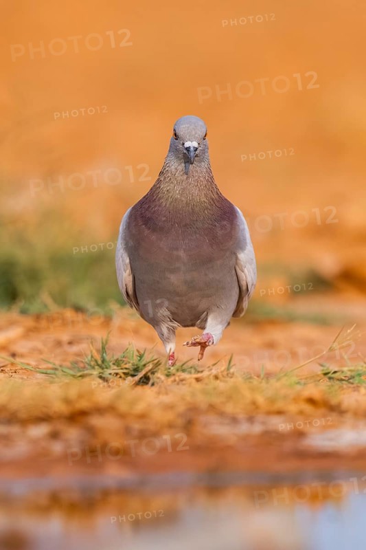 Rock dove (Columba livia) on a farmers field, Belchite, Aragon, Saragossa, Spain