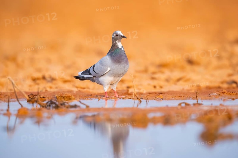 Rock dove (Columba livia) on a farmers field at a water pool, Belchite, Aragon, Saragossa, Spain
