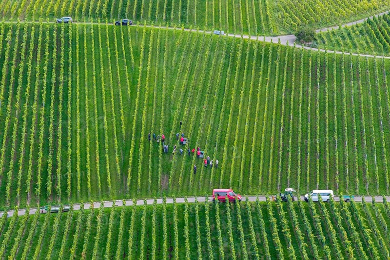 Several people are busy in a large vineyard with rows of vines, grape grape harvest, near Korb, Remstal, Baden-Württemberg, Germany