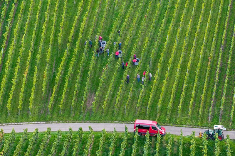 Team of harvesters working in the vineyard next to a red vehicle, grape grape harvest, near Korb, Remstal, Baden-Württemberg, Germany