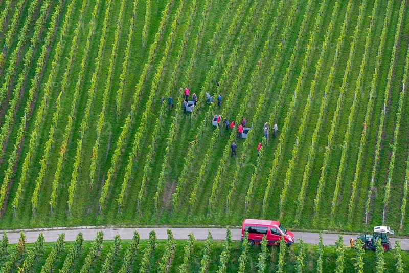 Harvest workers collecting grapes in the vineyard, red car next to it, grape grape harvest, near Korb, Remstal, Baden-Württemberg, Germany