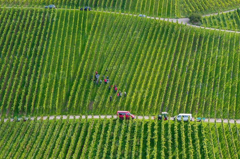 A group of people harvesting grapes in a green vineyard landscape, grape grape harvest, near Korb, Rems Valley, Baden-Württemberg, Germany