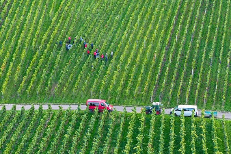 People harvesting grapes in a vineyard, two vehicles at the edge, grape grape harvest, near Korb, Rems Valley, Baden-Württemberg, Germany