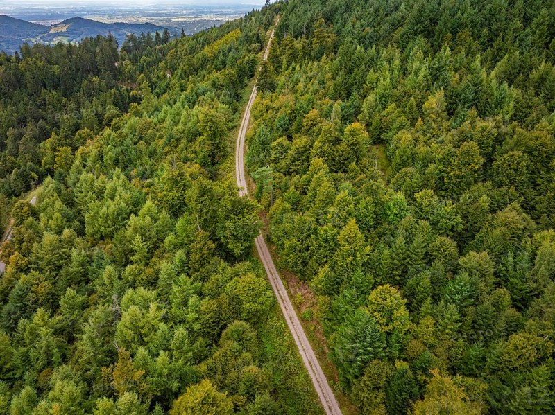 Aerial view of a winding road through dense forest, Black Forest, Seebach, Germany