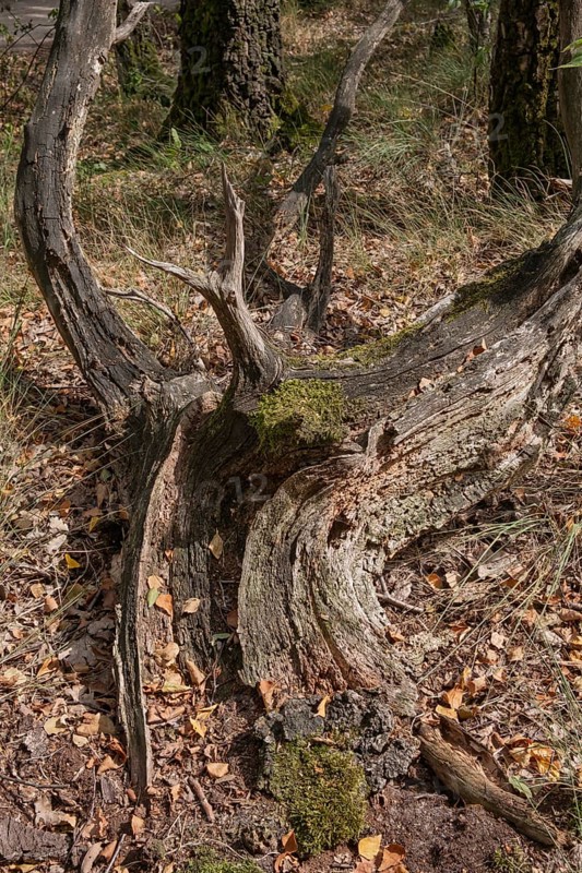 Weathered tree stump overgrown with moss in an autumn forest, Todholz, Netherlands
