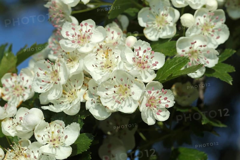 Hawthorn (Crataegus) flowers, Allgäu, Bavaria, Germany, Allgäu, Bavaria, Germany