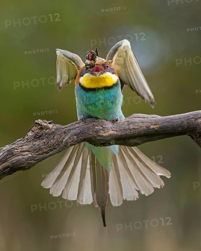 Bee-eater (Merops apiaster) new resident in Saxony-Anhalt, blaze of colour, approaching, flying, wings spreading, foraging, with food in beak, wings spreading, insect as prey, rose chafer, sunrise, Saxony-Anhalt, Middle Elbe Biosphere Reserve, Germany