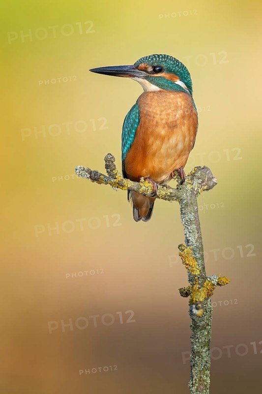 Kingfisher (Alcedo atthis) Indicator for clean flowing waters, young female at sunrise, on perch branch, courtship, mating, pair formation, habitat, Flying Gem, Middle Elbe River Landscape, Middle Elbe Biosphere Reserve, Saxony-Anhalt, Germany