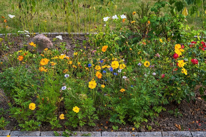 Flower bed with blooming summer flower-bed, North Rhine-Westphalia, Germany