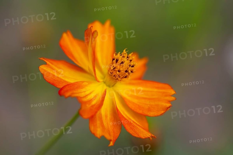 Yellow ornamental basket (Cosmos sulphureus), single flower, close-up, North Rhine-Westphalia, Germany