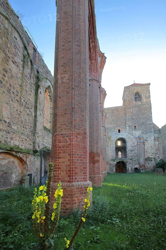 Interior view of the St. Nikolai church ruins, green lawn with mullein, nature, empty, pew, twin towers, Zerbst, Fläming, Saxony-Anhalt, Germany