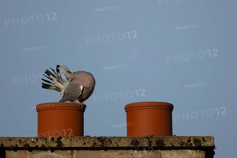 Wood pigeon (Columba palumbus) adult bird preening its tail feathers on an urban chimney pot, England, United Kingdom