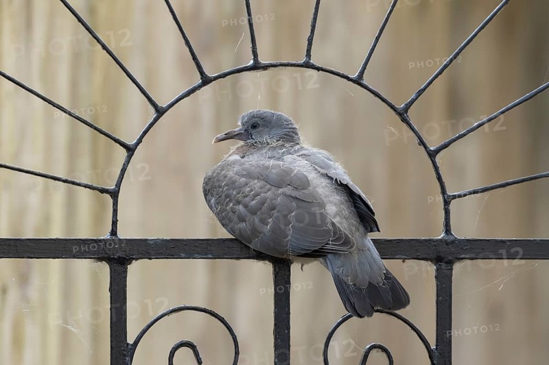 Wood pigeon (Columba palumbus) juvenile baby squab bird sitting on an urban garden metal gate, England, United Kingdom