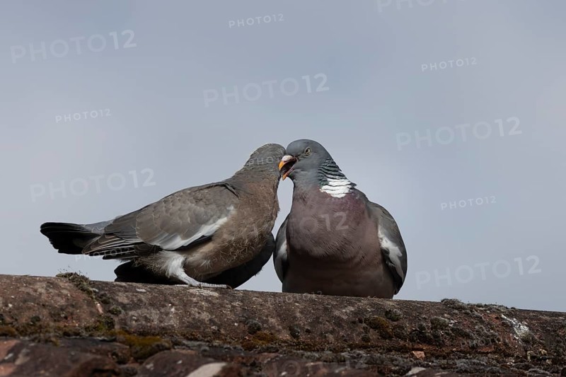 Wood pigeon (Columba palumbus) adult parent bird feeding a juvenile baby squab bird on an urban house roof, England, United Kingdom