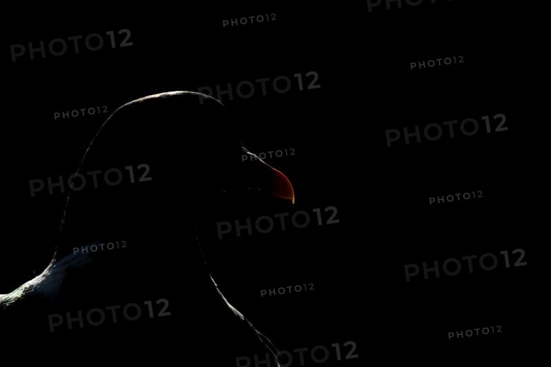 Wood pigeon (Columba palumbus) adult bird backlit head portrait, England, United Kingdom