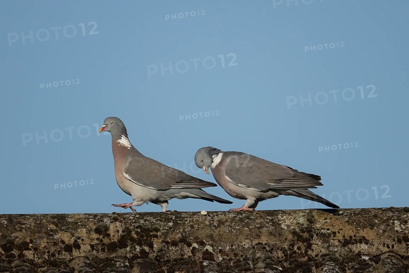 Wood pigeon (Columba palumbus) two adult birds performing their love courtship display on an urban house roof, England, United Kingdom