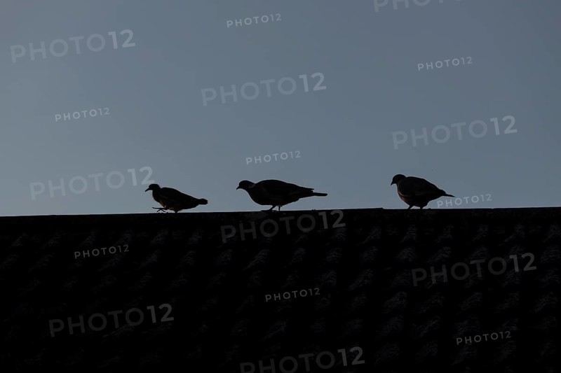 Wood pigeon (Columba palumbus) two adult birds and a juvenile bird on an urban house roof, England, United Kingdom
