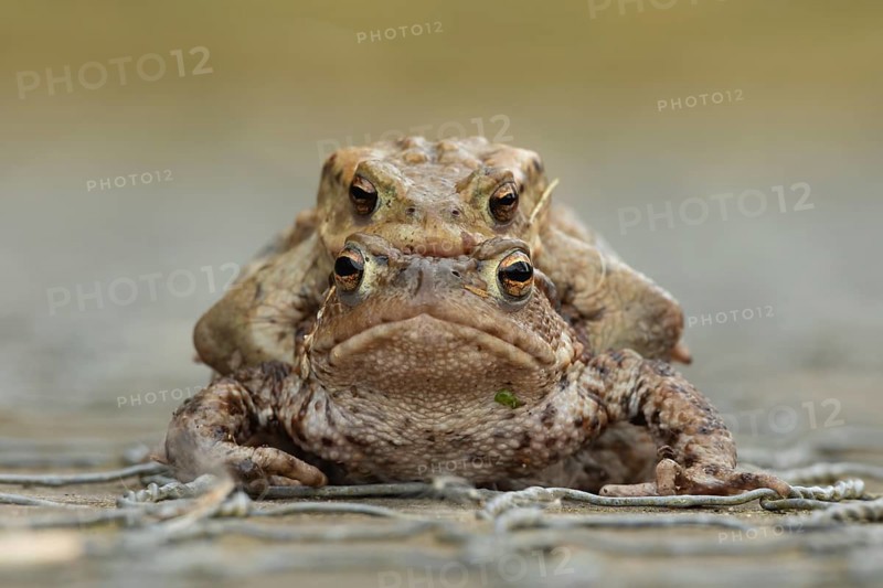 Common toad (Bufo bufo) two adult amphibians mating on a path in spring, England, United Kingdom