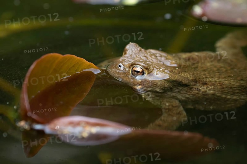 Common toad (Bufo bufo) adult amphibian on the water surface of a garden pond, England, United Kingdom