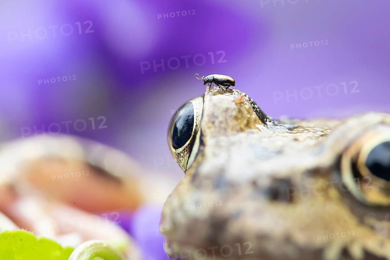 Common frog (Rana temporaria) adult amphibian with a beetle on its head in a garden, England, United Kingdom