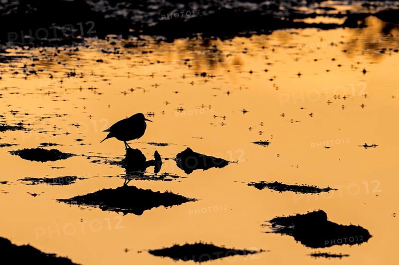 Common sandpiper (Actitis hypoleucos) resting on muddy pond shore with flying insects on water surface silhouetted at sunset in late summer