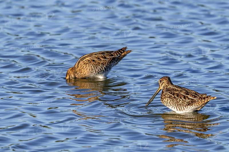 Two common snipes (Gallinago gallinago) foraging in shallow water by probing soft mud in pond in late summer
