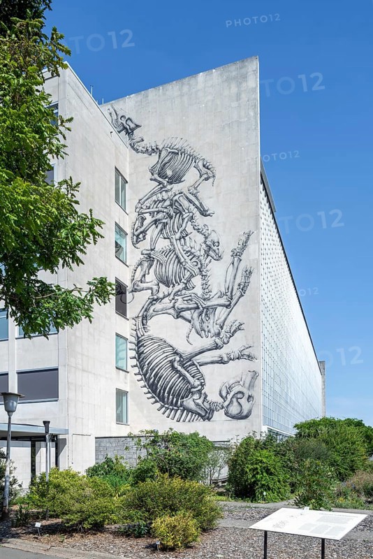 Mural of animal skeletons by ROA on wall of the GUM, Ghent University Museum seen from the Botanical Garden in the city Gent, East Flanders, Belgium