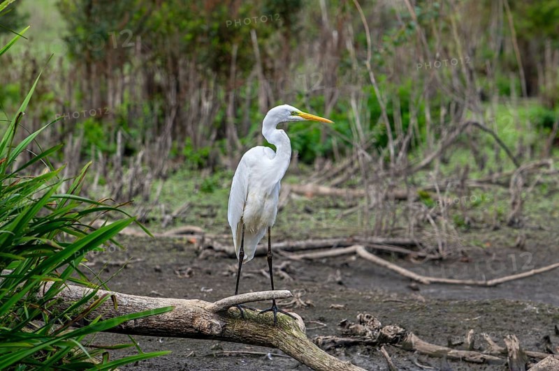 Great white egret, great egret (Ardea alba) non-breeding adult looking for prey in dried out pond during heatwave in late summer (September)