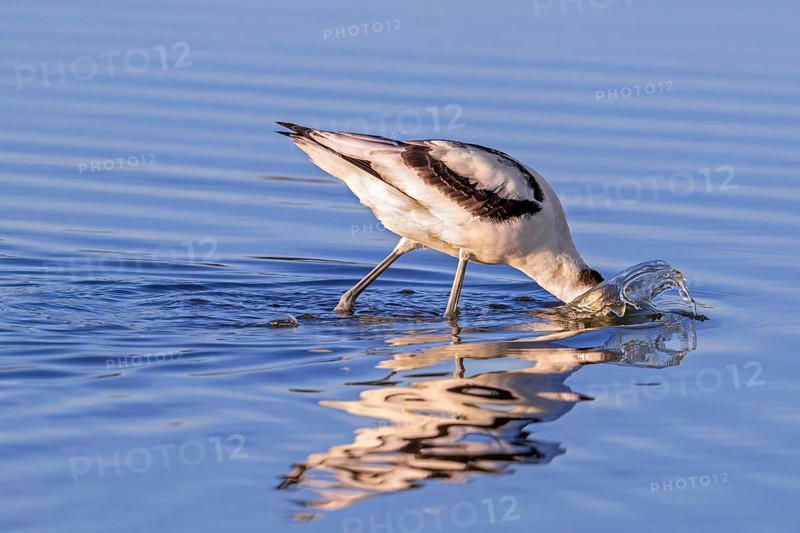 Pied avocet (Recurvirostra avosetta) foraging in shallow water of pond in evening light in late summer, early autumn