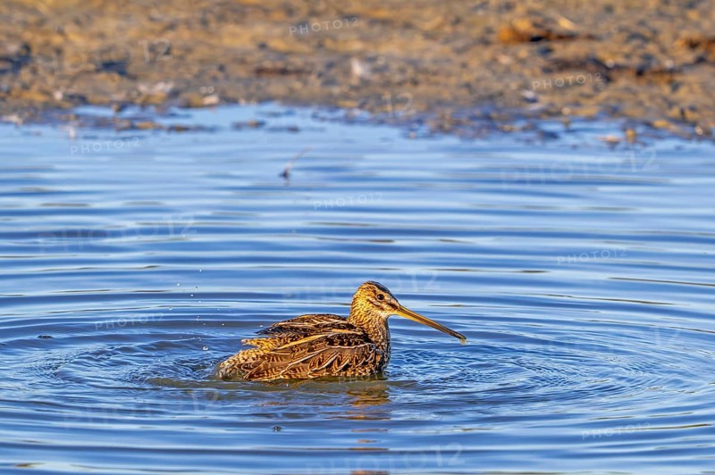 Common snipe (Gallinago gallinago) cleaning feathers by bathing in shallow water along pond bank in evening light in late summer
