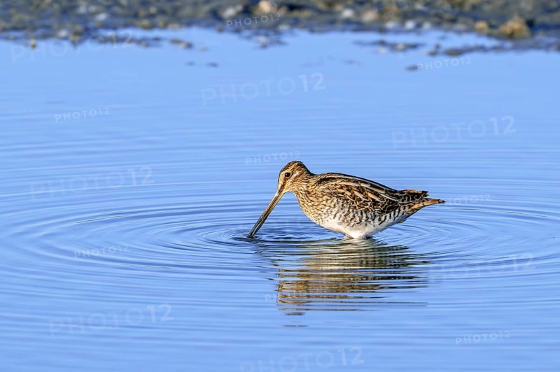 Common snipe (Gallinago gallinago) foraging in shallow water by probing soft mud along pond bank in late summer