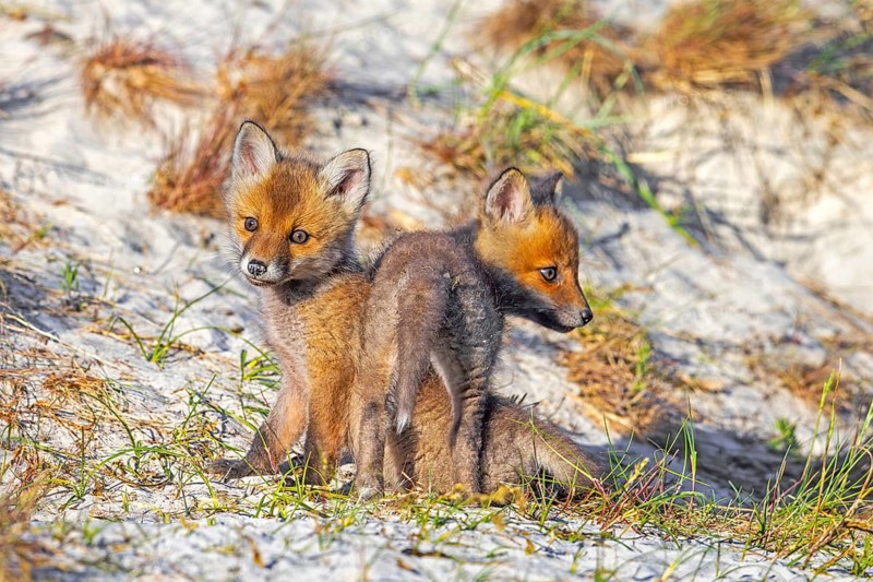Young red foxes (Vulpes vulpes) two alert kits, juveniles playing near burrow, den in the sand dunes along the coast in spring