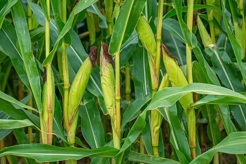 Close-up of female inflorescences, maize stalks, leaves, ears and corn silk in maizefield, cornfield, field of maize (Zea mays) in summer