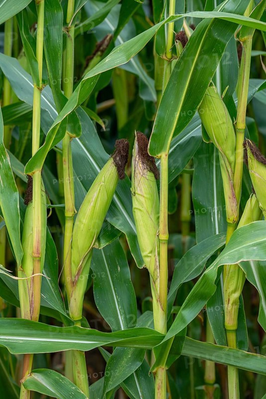 Close-up of female inflorescences, maize stalks, leaves, ears and corn silk in maizefield, cornfield, field of maize (Zea mays) in summer