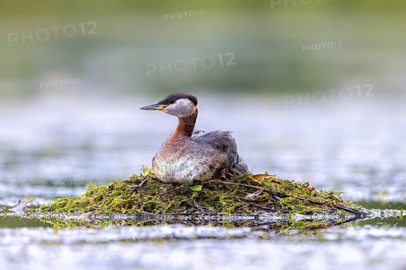 Red-necked grebe (Podiceps grisegena) adult in breeding plumage breeding eggs on nest in lake in spring
