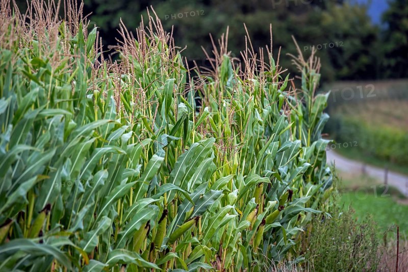 Maizefield, cornfield, field of maize (Zea mays) showing maize stalks with tassels, inflorescence of male flowers and corncobs in summer